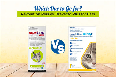 Revolution Plus vs. Bravecto Plus for Cats: Which One to Go for?