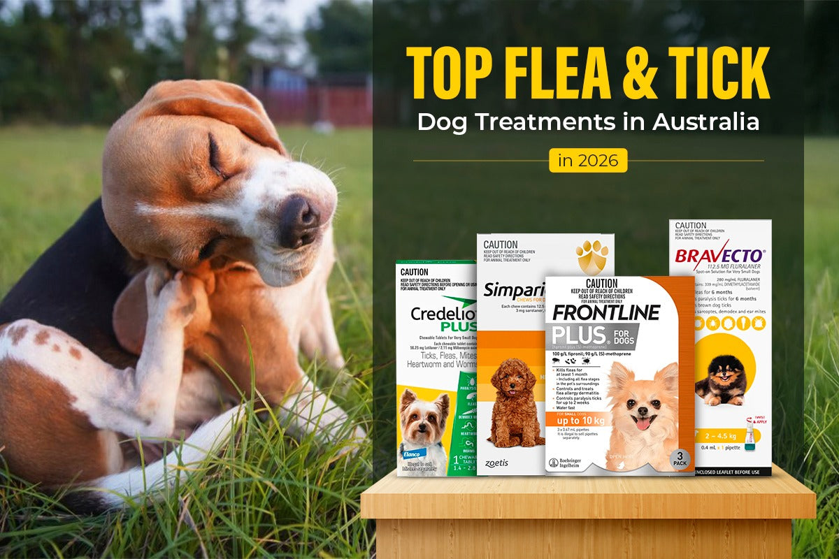 Top Flea & Tick Dog Treatments in Australia 2026 Guide