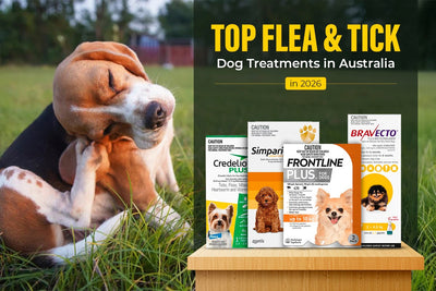 Top Flea & Tick Dog Treatments in Australia in 2026