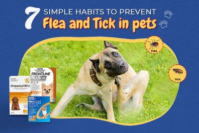 7 Simple Habits to Prevent Fleas & Ticks in Pets