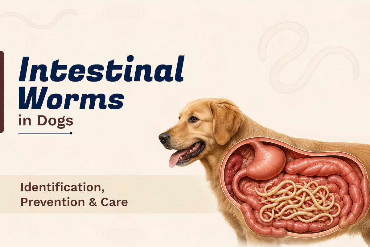 Intestinal Worms in Dogs - Identification, Prevention & Care